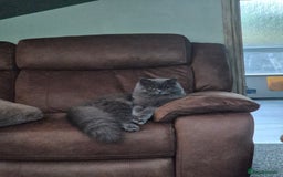 British Longhair cats for sale: British long hair  - Image 1