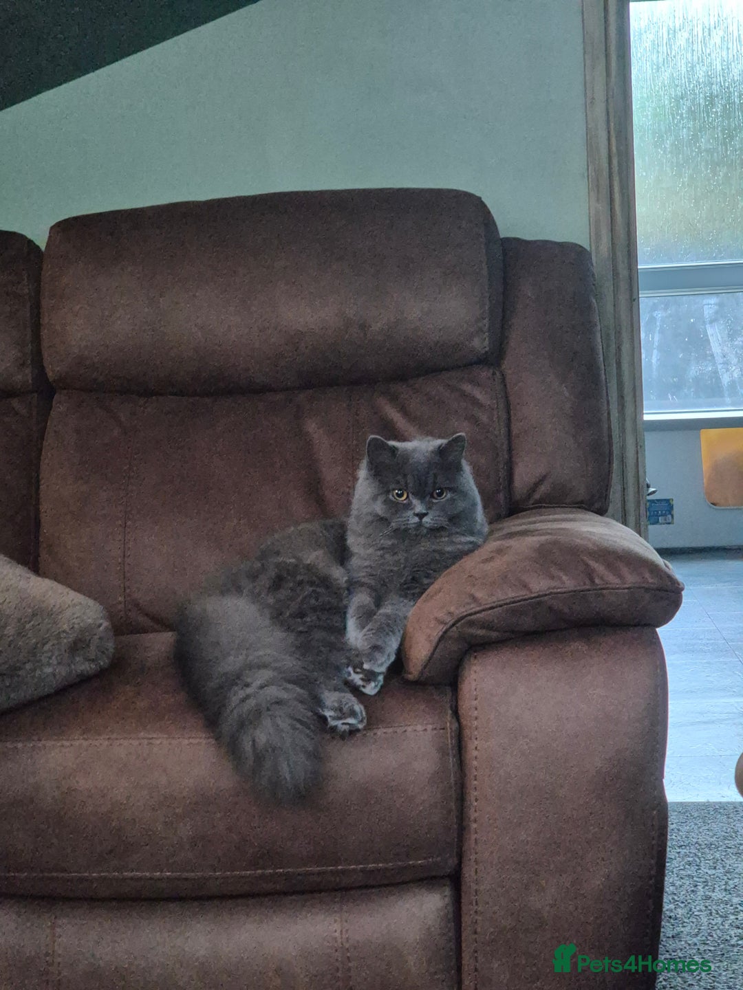 British Longhair cats for sale: British long hair  - Image 1