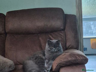 British Longhair cats - Advert 29