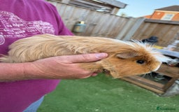 Guinea Pig rodents for sale: 2 male guinea pigs for sale - Image 5