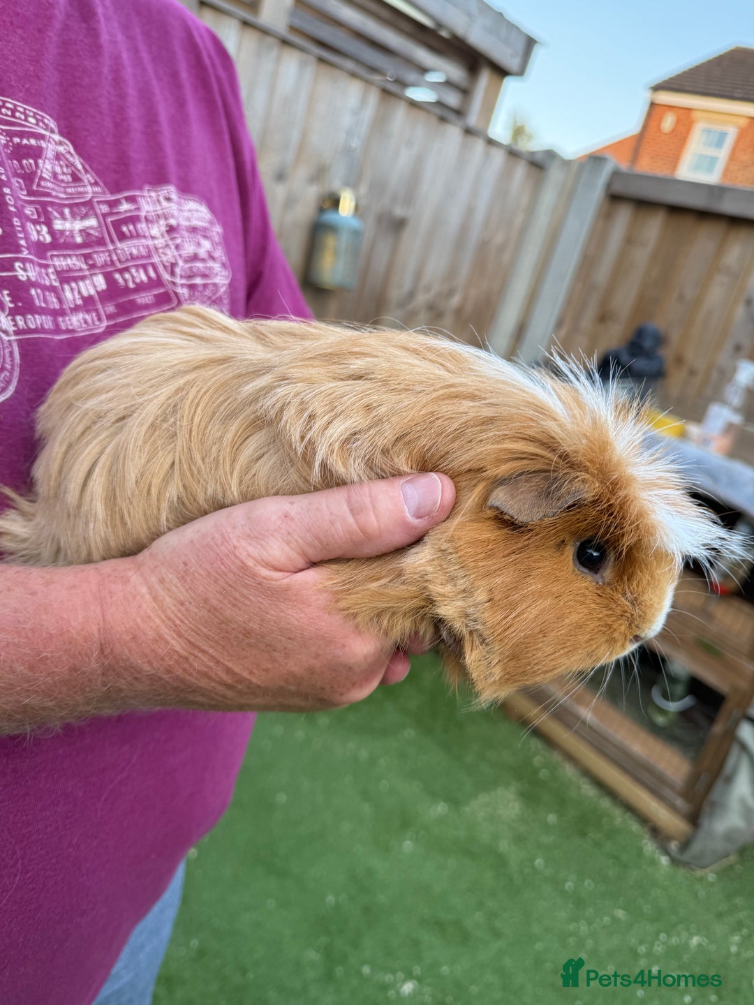 Guinea Pig rodents for sale: 2 male guinea pigs for sale - Image 5