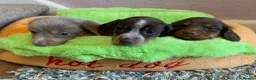 Miniature Dachshund dogs for sale: Just 2 long coat miniature dachshund puppies left - Advert 10