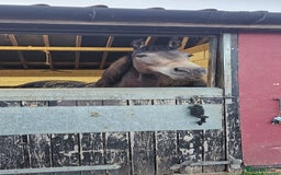 Andalusian horses for sale: Full or Part Loan - Advert 17