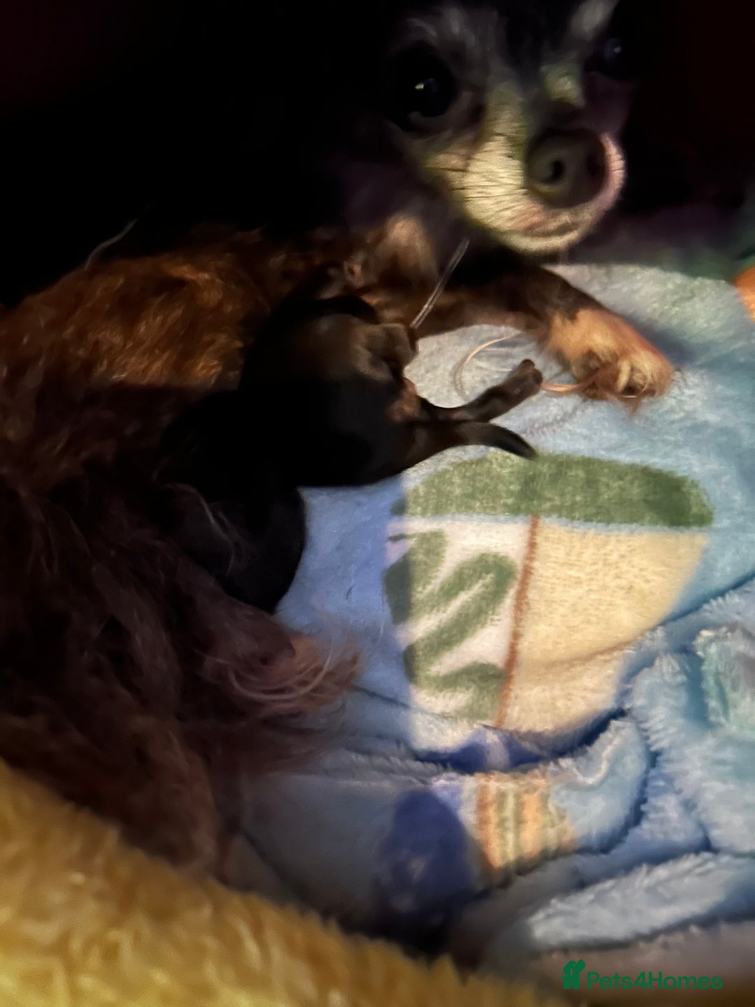 Pomchi dogs for sale: 2 beautiful tiny little Pomchi girls - Image 21