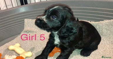 Cocker Spaniel dogs Kc show extensive health tests beautiful colours - Advert 1