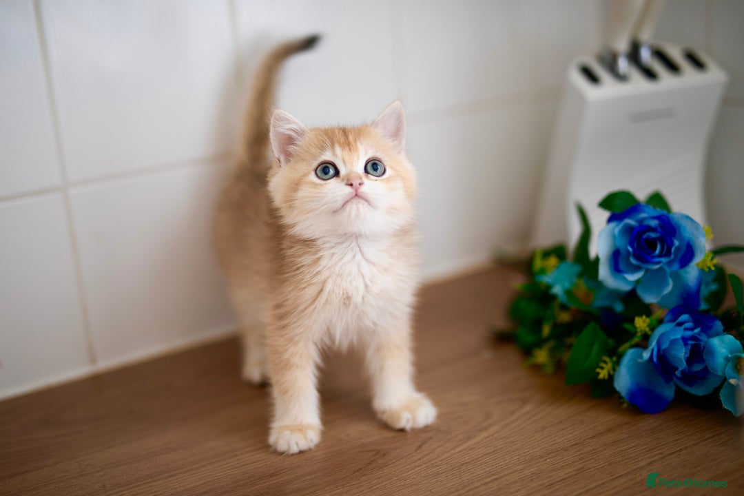 British Shorthair cats for sale: GOLDEN British Shorthair kittens and queen  in Manchester - Image 8
