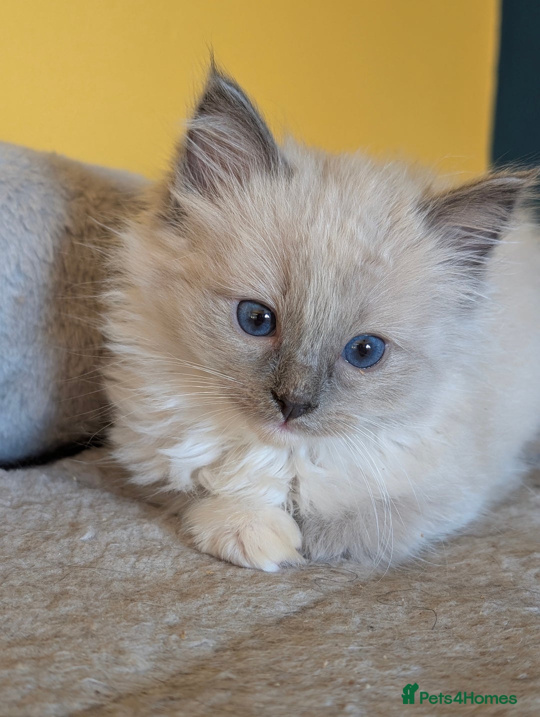 Ragdoll cats for sale: Gorgeous Ragdoll Kittens  - Advert 20