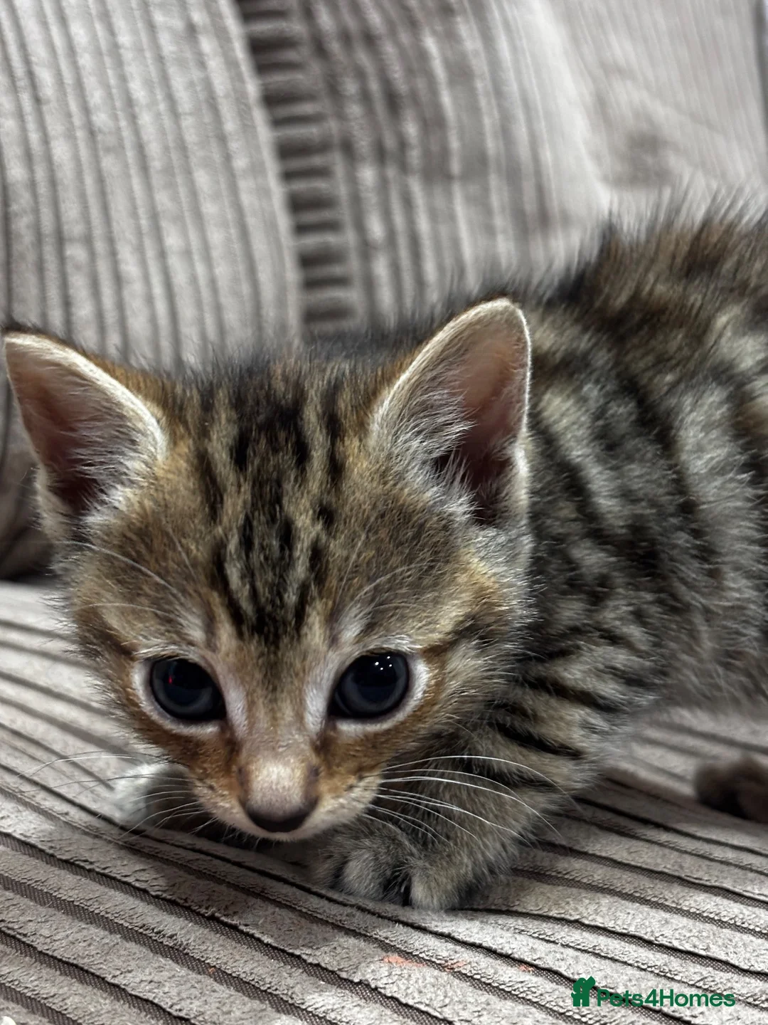 Mixed Breed cats for sale: 3 little kittens in Camborne  in Camborne - Advert 12