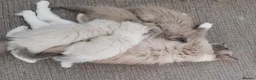 Ragdoll cats for sale: Traditional & Cherubim Ragdoll Kittens -  TICA - Advert 5