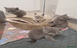 British Shorthair cats for sale: Chunky bsh kittens ready to leave now ❤️  - Image 10
