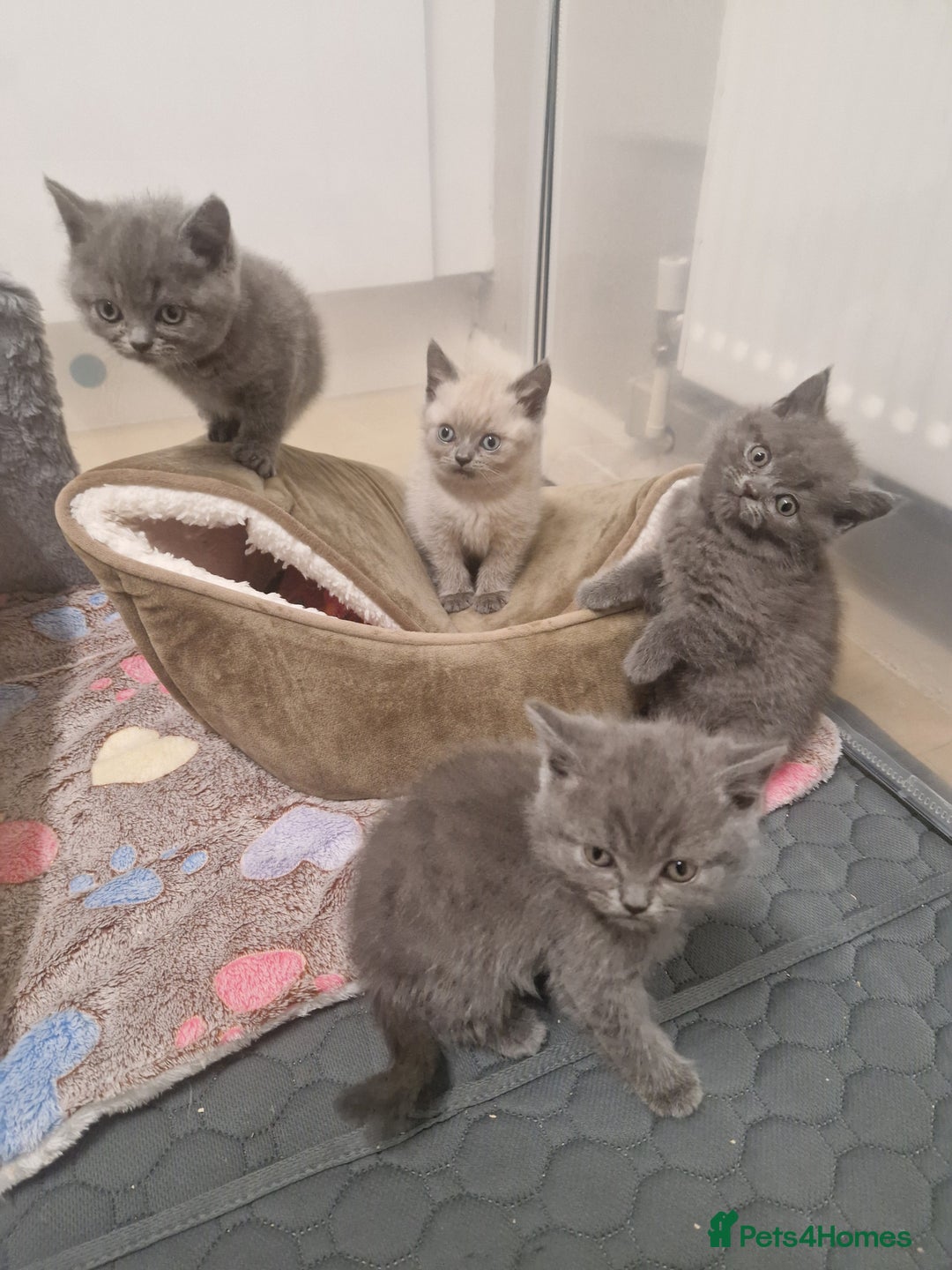 British Shorthair cats for sale: Chunky bsh kittens ready to leave now ❤️  - Image 10