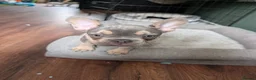 French Bulldog dogs for sale: Beautiful lilac and tanned boy!! READY TO LEAVE!! - Advert 3