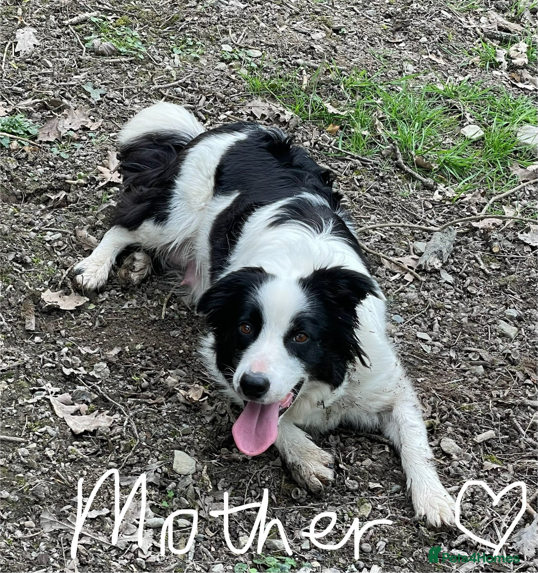 Border Collie dogs Absolutely Gorgeous Black&White Border Collie Pups - Advert 1