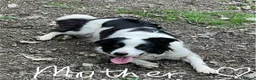 Border Collie dogs for sale: Absolutely Gorgeous Black&White Border Collie Pups - Advert 2