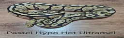 Python Snake reptiles for sale: Variety of Royal Pythons - Advert 9