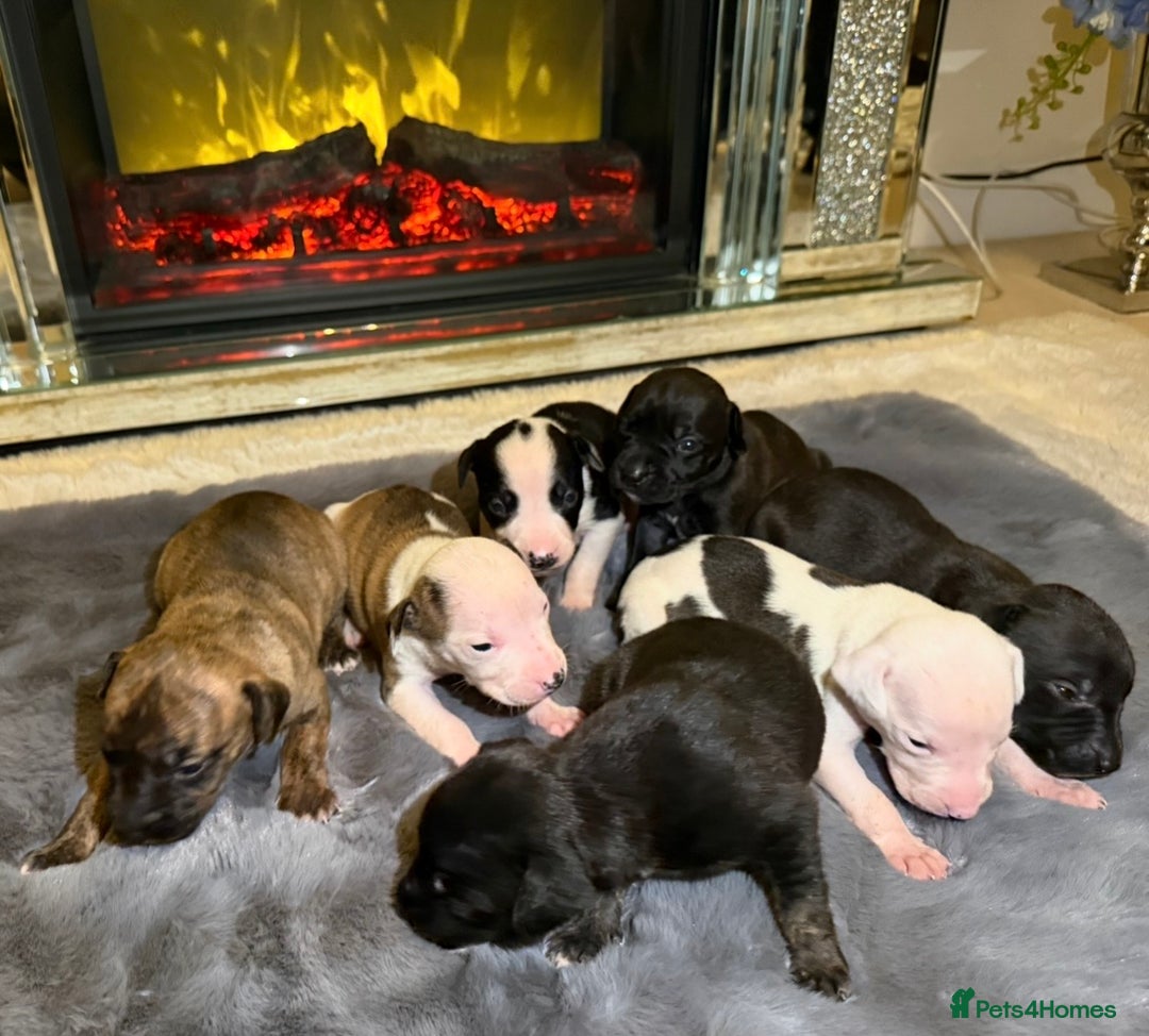 Mixed Breed dogs for sale: ✨ Staffordshire Bull Terrier × Whippet Puppies✨ - Advert 2