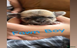 Chihuahua dogs for sale: KC Champion Lines Miniature Chihuahua Puppies - Image 9