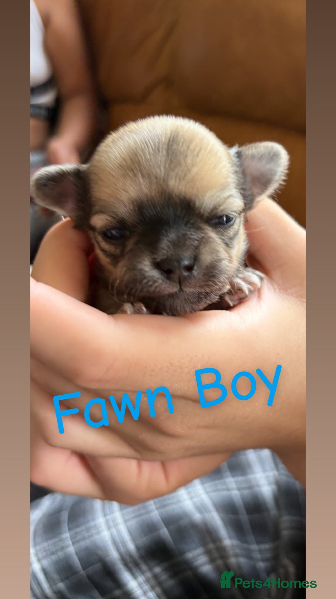 Chihuahua dogs for sale: KC Champion Lines Miniature Chihuahua Puppies - Image 9