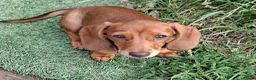 Miniature Dachshund dogs for sale: Lovely friendly little dachshund girl  - Advert 3