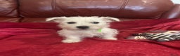 West Highland Terrier dogs for sale: 1 Boy Left   - Advert 16