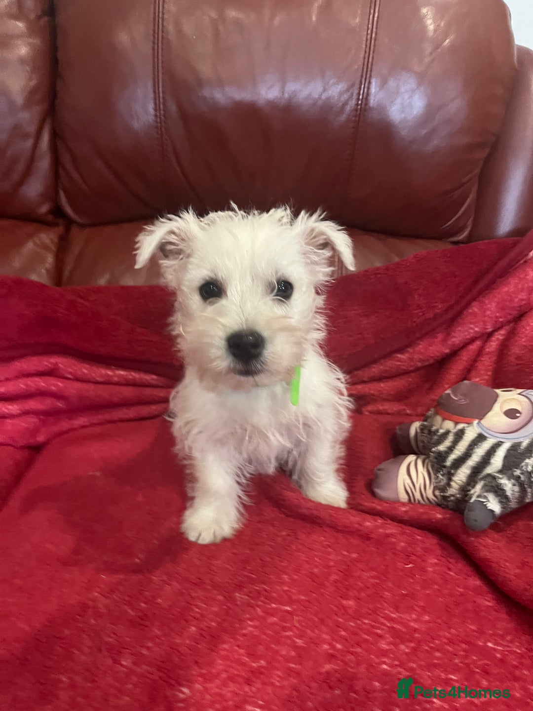 West Highland Terrier dogs for sale: 1 Boy Left   - Advert 16
