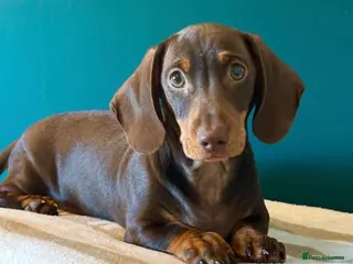 Miniature Dachshund dogs Chocolate & tan mini smooth dachshund puppy - Advert 13