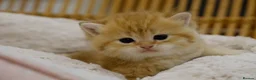British Shorthair cats for sale: Stunning BSH golden kittens TICA  - Advert 5