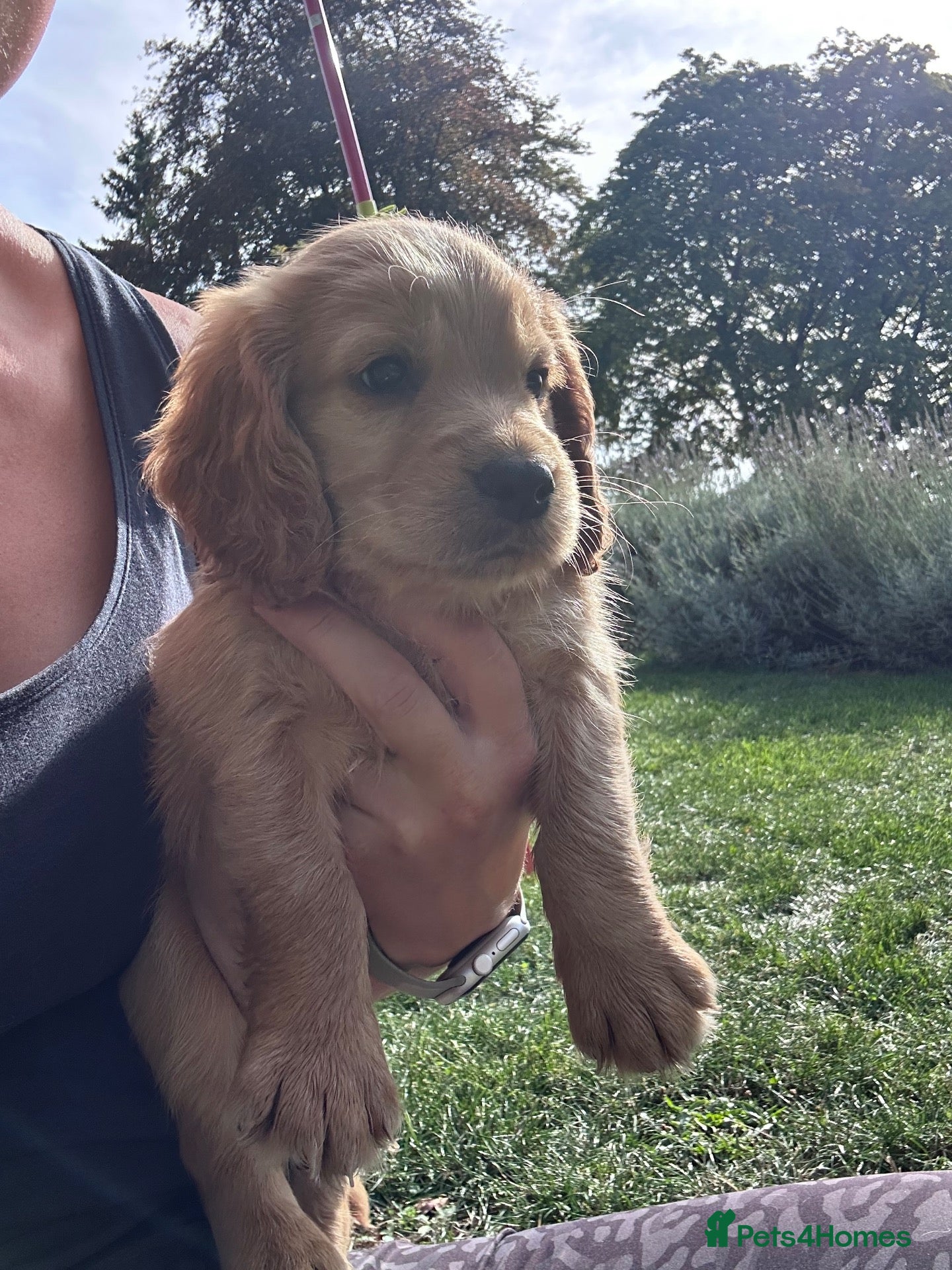 Cocker Spaniel dogs Working cocker spaniel puppies for sale  - Advert 1