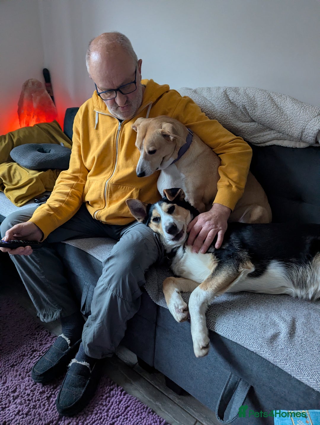 Mixed Breed dogs for adoption: ESSIE  - Advert 6