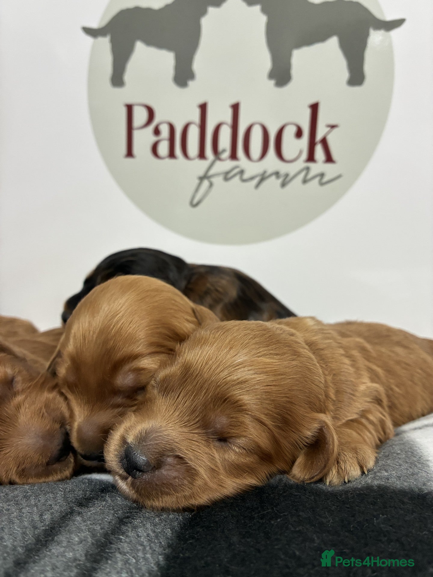 Cockapoo dogs 👑 Beautiful Cockapoo puppies 👑 - Advert 1