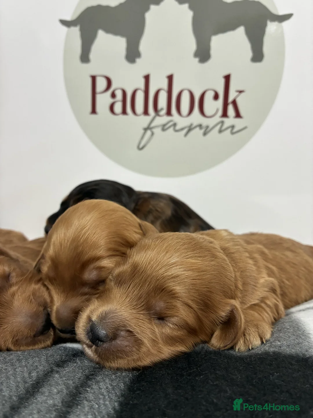 Cockapoo dogs for sale: 👑 Beautiful Cockapoo puppies 👑 - Advert 1