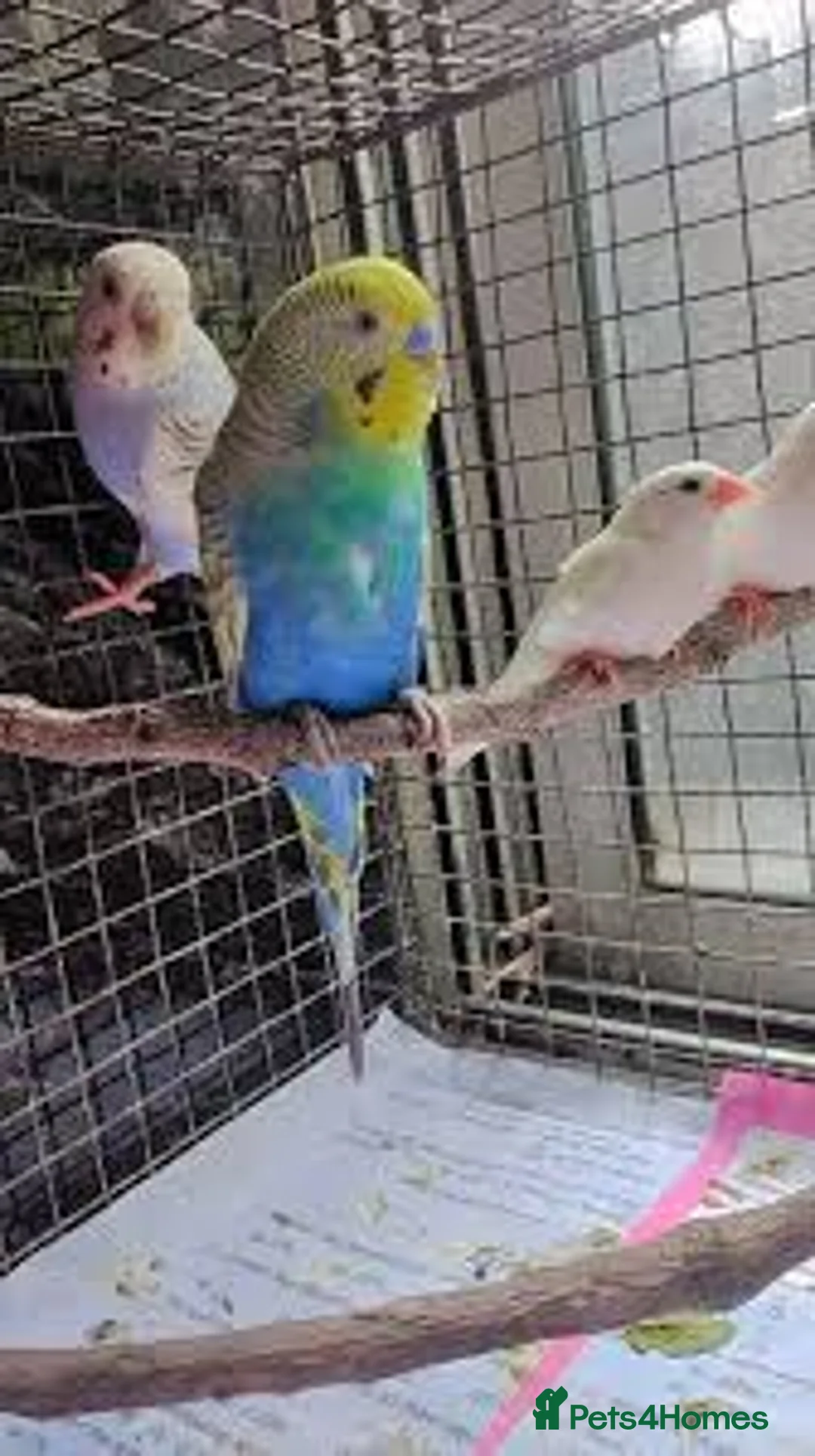 Parrots birds for sale: Mixed budgies in London - Advert 3