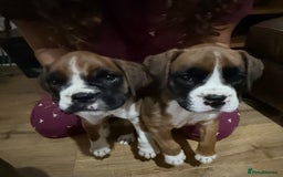 Boxer dogs for sale: Bouncy beautiful boxers  - Image 1
