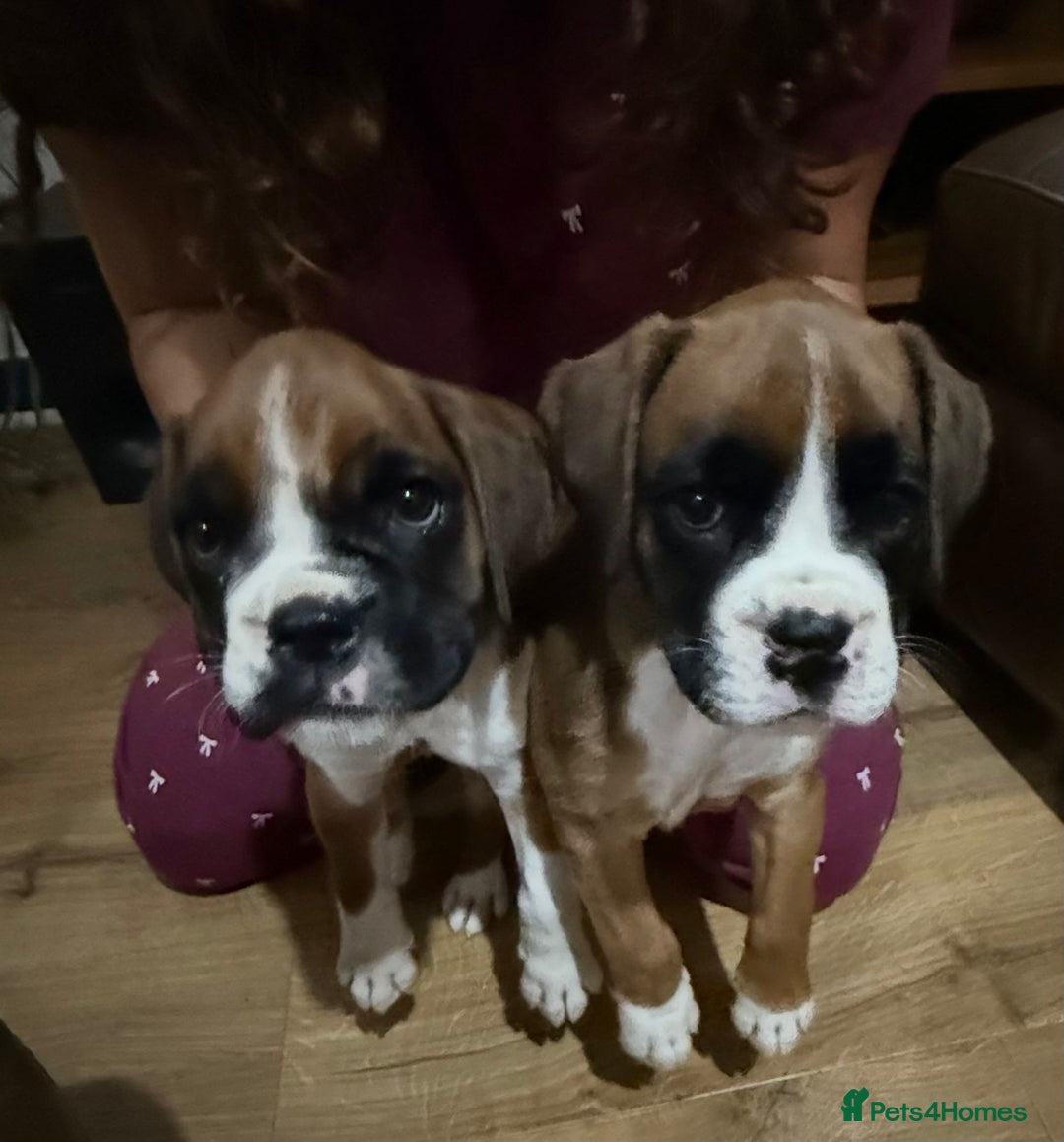 Boxer dogs for sale: Bouncy beautiful boxers  - Image 1