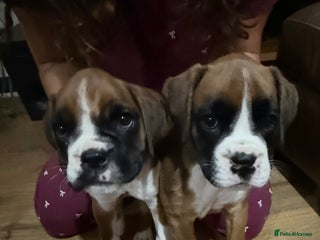 Boxer dogs - Advert 13