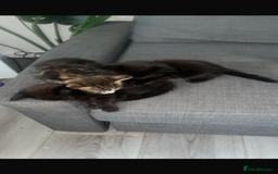 British Shorthair cats for sale: kittens  - Image 3