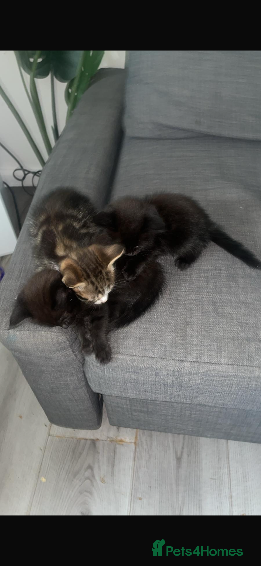 British Shorthair cats for sale: kittens  - Image 3