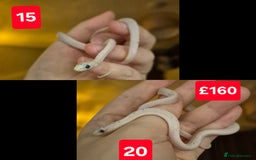 Corn Snake reptiles for sale: Palmetto and wildtype corn snakes available - Advert 7