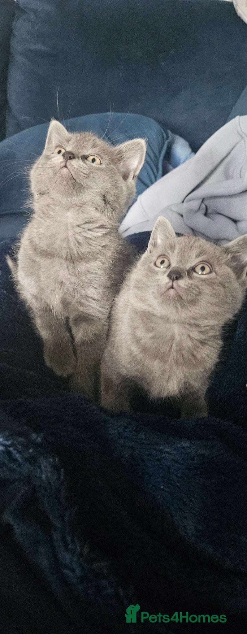 Ragdoll cats Ragdoll x kittens  - Advert 3