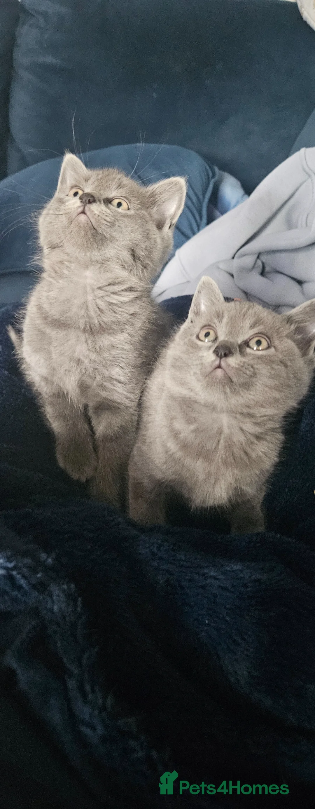 Ragdoll cats for sale: Ragdoll x kittens  - Advert 1