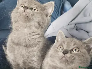 Ragdoll cats Ragdoll x kittens - Advert 3