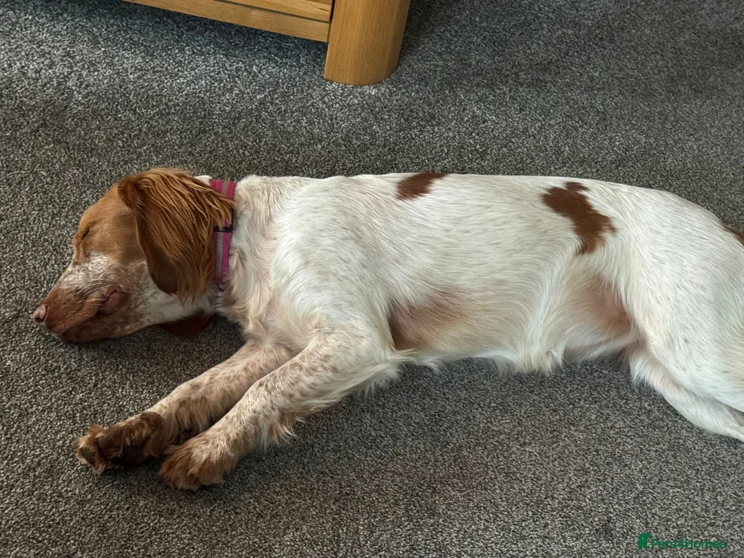 Cocker Spaniel dogs for sale: Working cocker spaniel for rehoming  - Advert 5