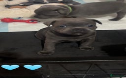 Staffordshire Bull Terrier dogs for sale: Piro daughter & Pharon (Bullscaff) pups for sale - Image 22