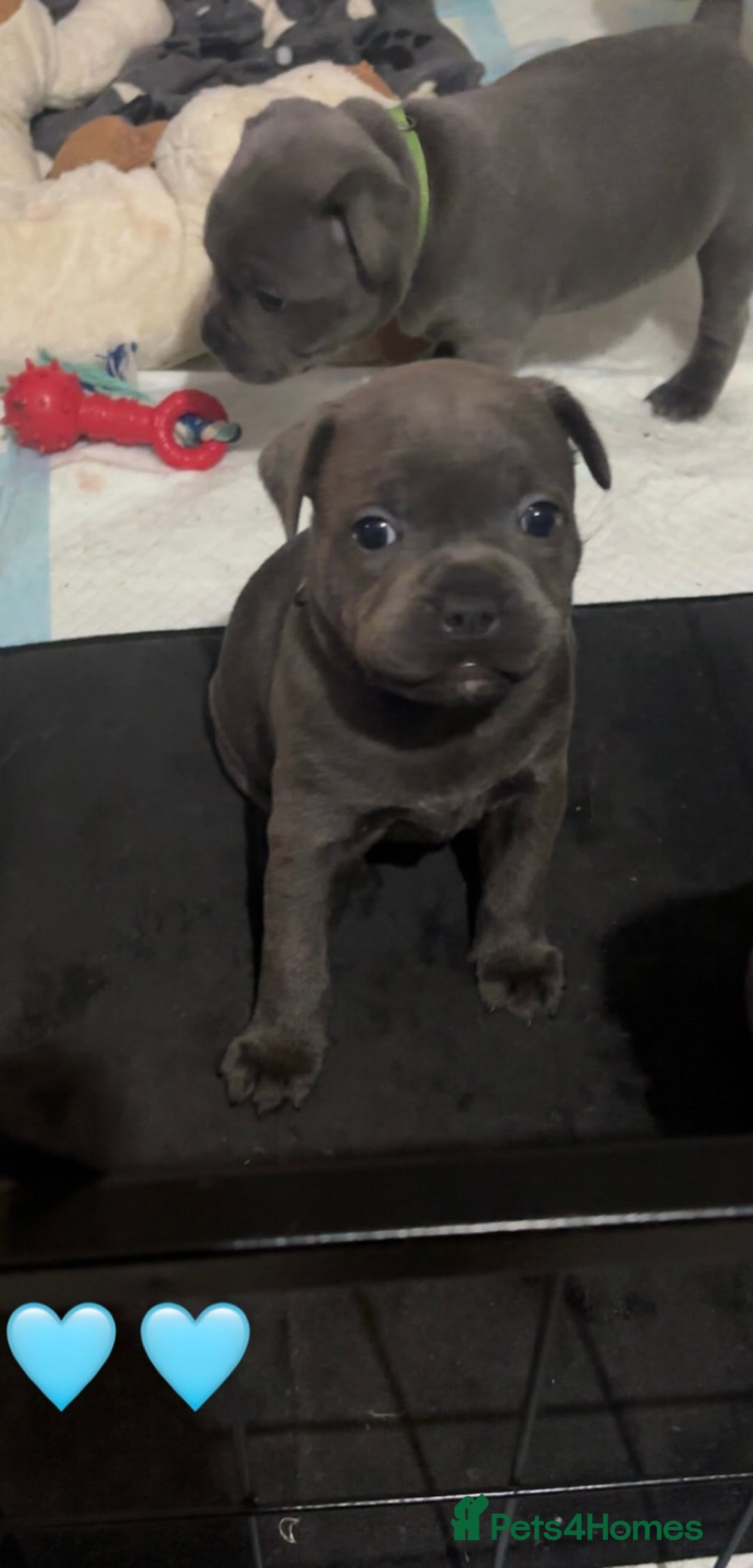 Staffordshire Bull Terrier dogs for sale: Piro daughter & Pharon (Bullscaff) pups for sale - Image 22