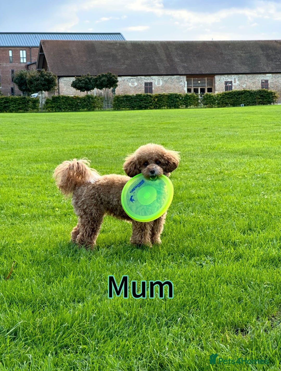 Toy Poodle dogs for sale: Adorable Playful Toy Poodles - 3 Boys Left - Image 19