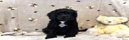 Cockapoo dogs for sale: ❤️Gentle & Affectionate Mini DNA CLEAR F1 Cockapoo - Advert 3