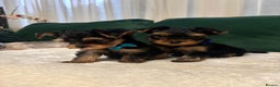 Yorkshire Terrier dogs for sale: ✨Four Adorable Yorkshire Terrier Puppies For Sale✨ - Advert 14