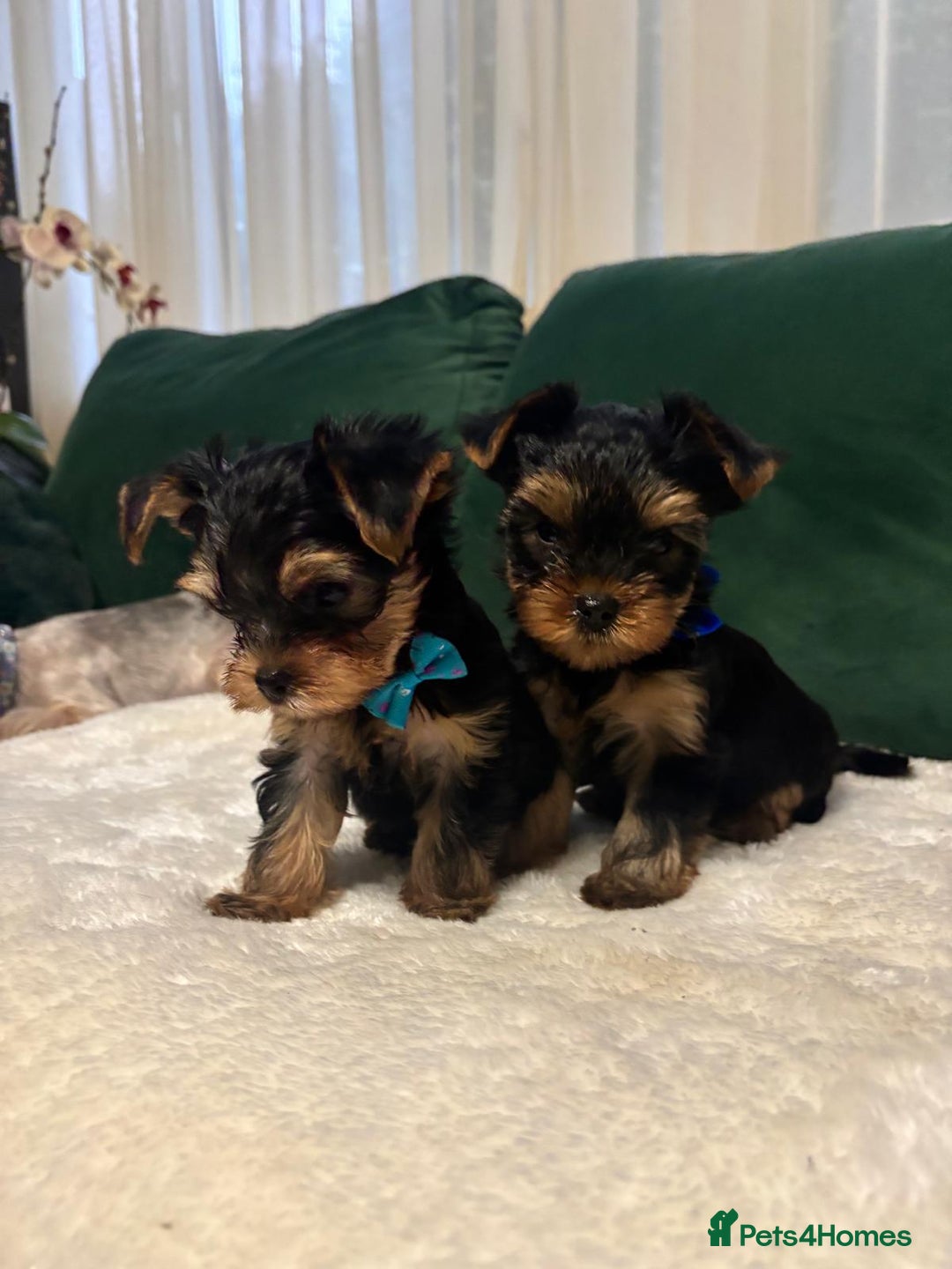 Yorkshire Terrier dogs for sale: ✨Four Adorable Yorkshire Terrier Puppies For Sale✨ - Advert 14