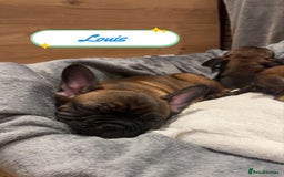 French Bulldog dogs for sale: 🌟 Beautiful French Bulldog Puppies  - Advert 2