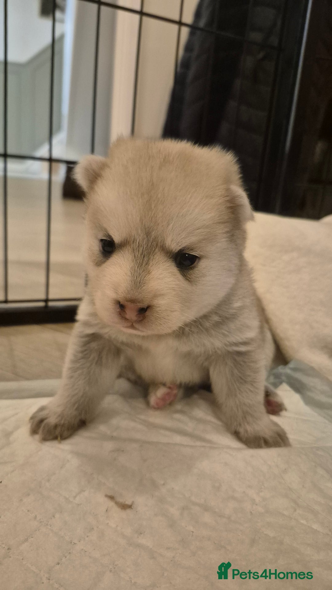 Pomsky dogs for sale: 🐾 New Year Pomsky Puppies – Mini Husky 🐾 - Advert 8